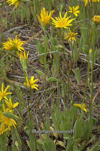 agoseris heterophylla var cryptopleura 3 graphic